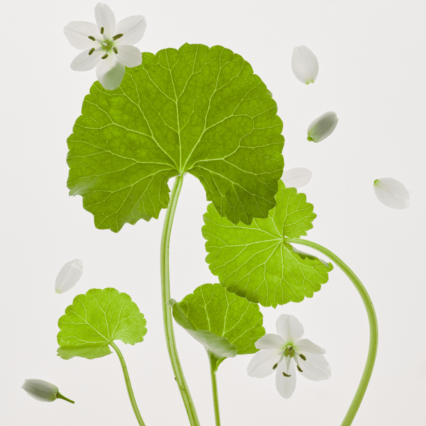 Pflegende Textur der Centella Calming Mask